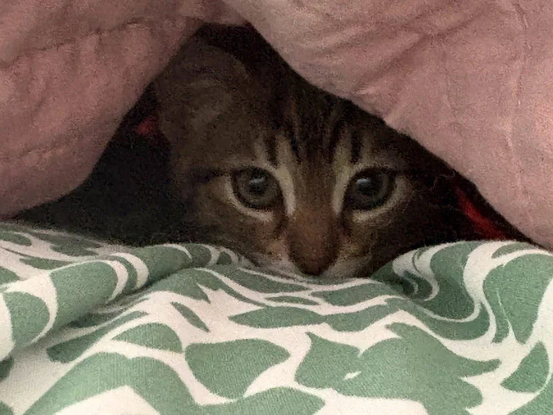 A baby medium-sized female Domestic Short Hair cat named Fiona for adoption in Honeoye, NY