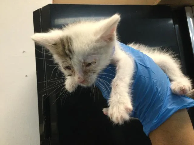A baby small-sized male Domestic Short Hair cat named Hoka for adoption in Thousand Palms, CA