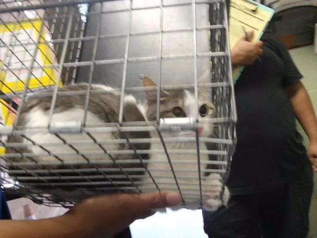An adult large-sized female Domestic Short Hair cat named Rain for adoption in Tulsa, OK