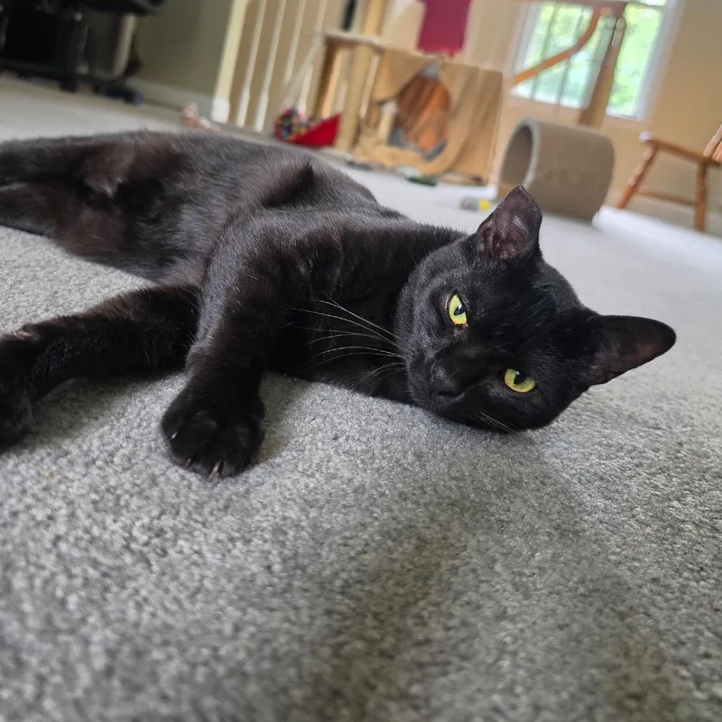 A young large-sized male Black Domestic Short Hair cat named Linguine Le Chat& Colette for adoption in Ashland, MA