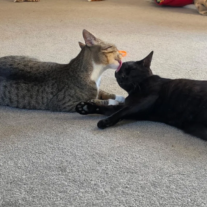 Linguine Le Chat& Colette thumbnail 3