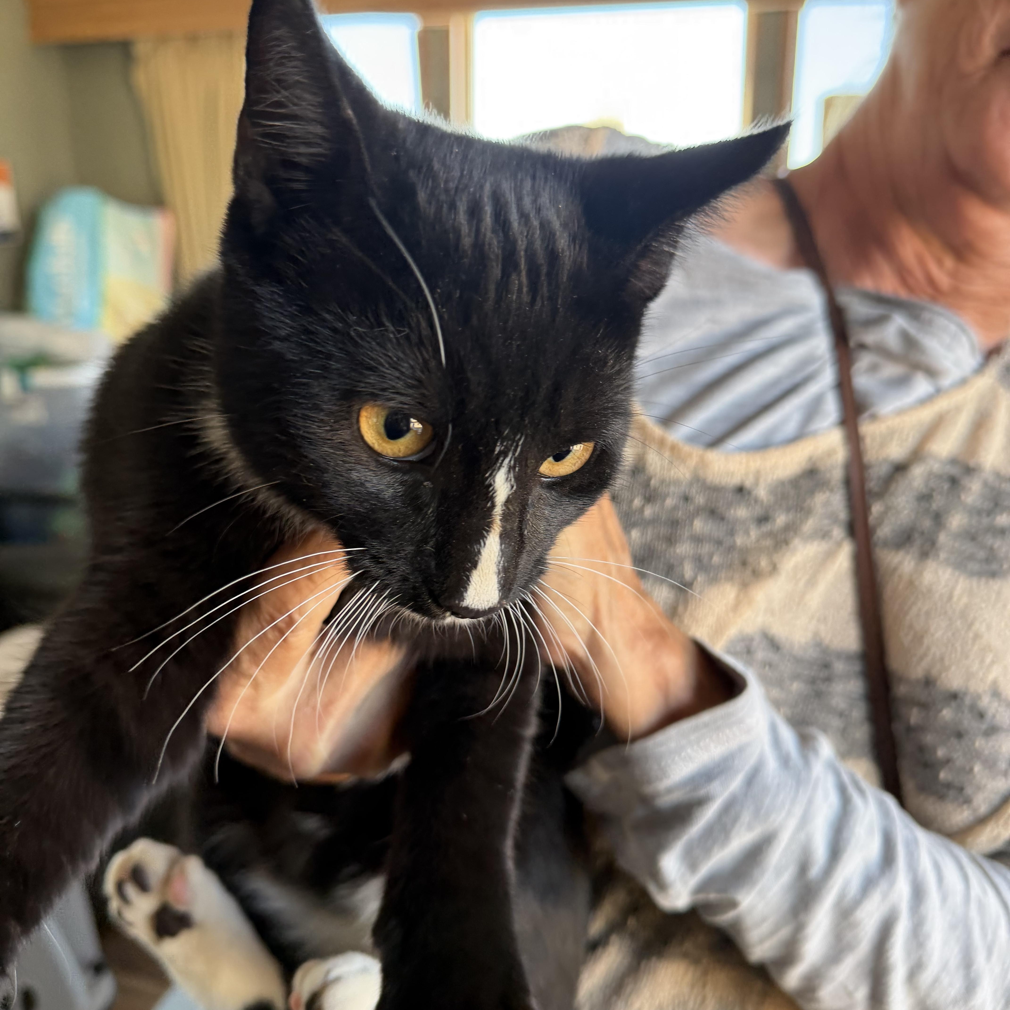A baby medium-sized male Black & White / Tuxedo Domestic Short Hair cat named Socks for adoption in Deming, NM