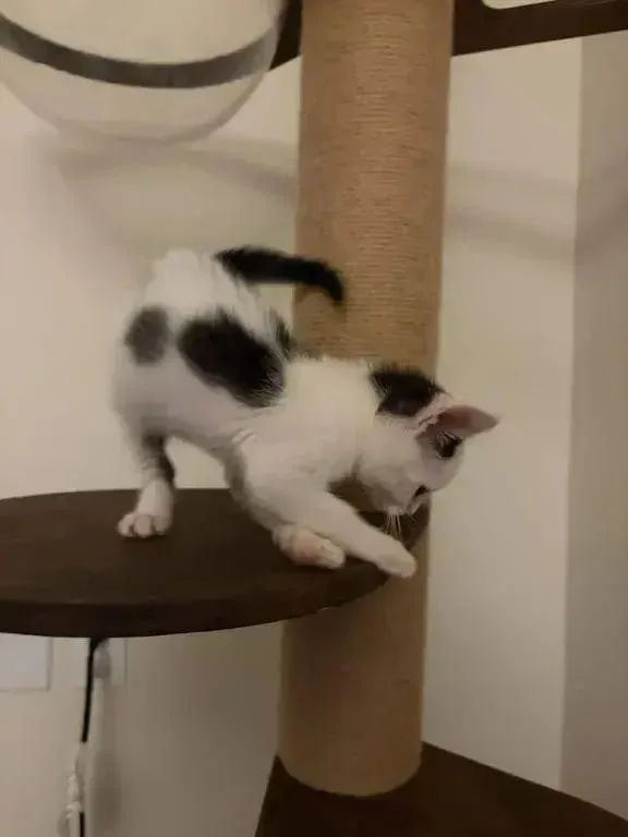 A baby small-sized female Black & White / Tuxedo Domestic Short Hair cat named Nancy for adoption in Grand Rapids, MI