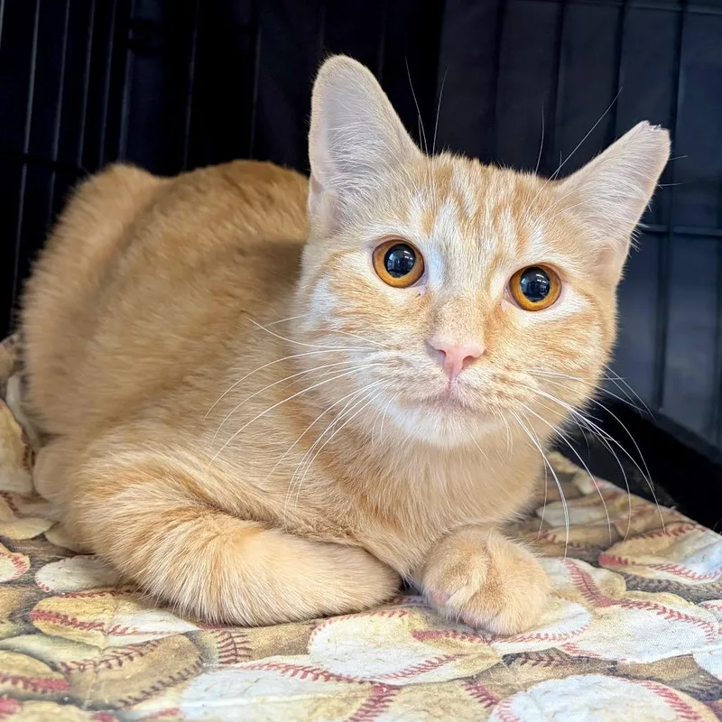 A young medium-sized male Domestic Short Hair cat named Knox for adoption in Fredericksburg, TX