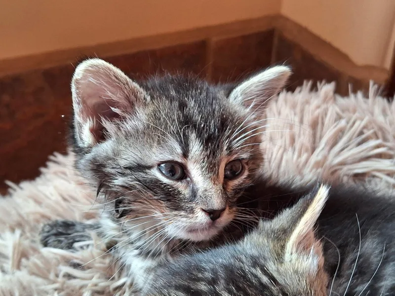 A baby small-sized female Tabby (Gray / Blue / Silver) Domestic Short Hair cat named Matty for adoption in Deming, NM