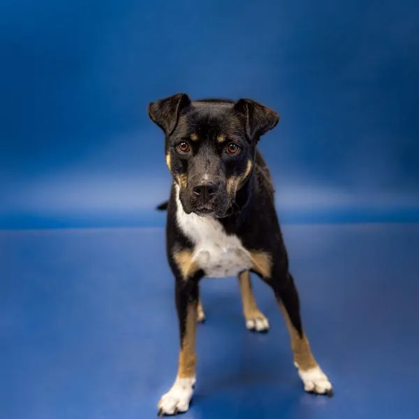 An adult medium-sized female Pit Bull Terrier dog named Pen Zuzu for adoption in Lawrenceville, GA