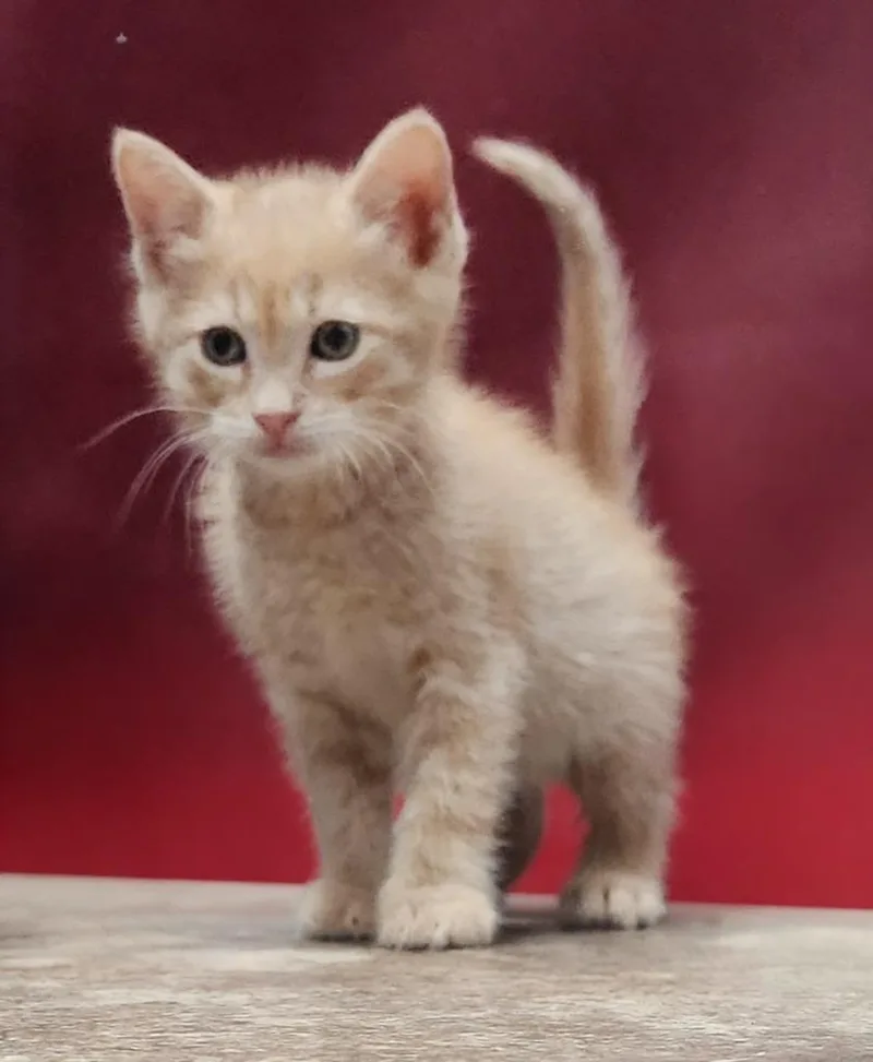 A baby small-sized male Domestic Short Hair cat named Rusty for adoption in Cottonwood, AZ
