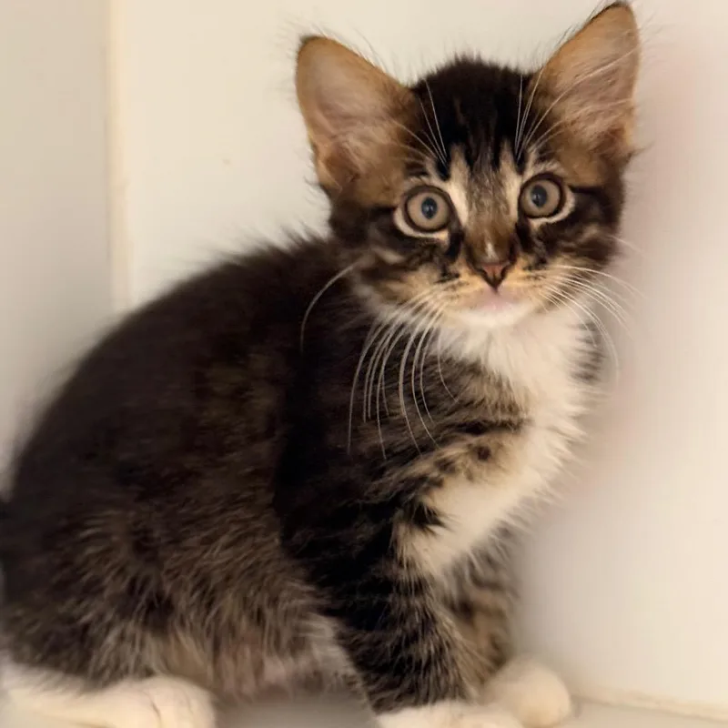 A baby small-sized male Domestic Short Hair cat named Oswin for adoption in Cumming, GA