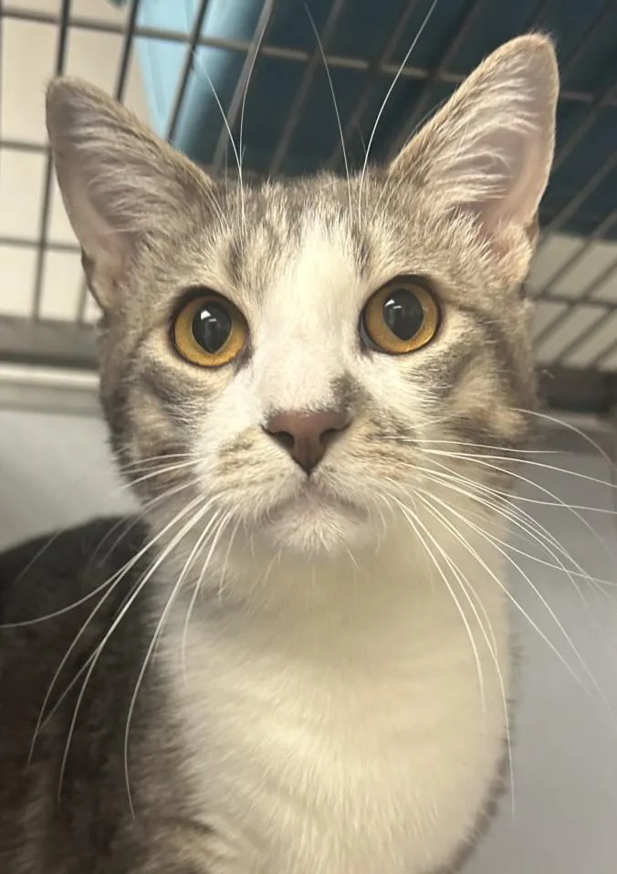 A young small-sized male Domestic Short Hair cat named Oliver for adoption in Burbank, CA