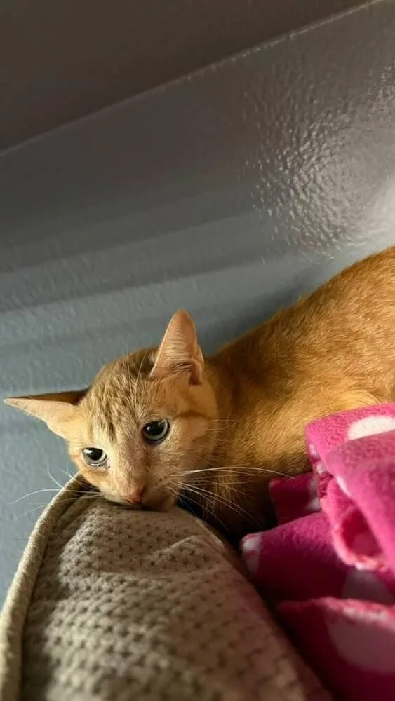 An adult medium-sized female Tabby (Orange / Red) Domestic Short Hair cat named Buttercup for adoption in Orlando, FL