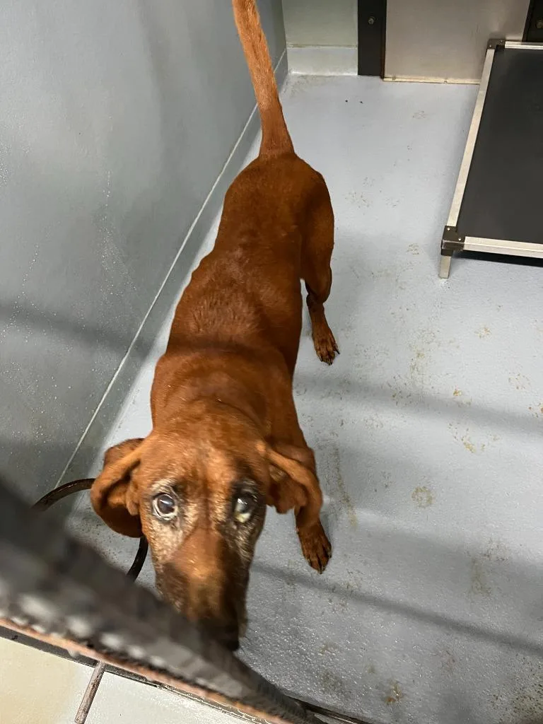 A senior large-sized male Hound dog named Bo for adoption in Cartersville , GA