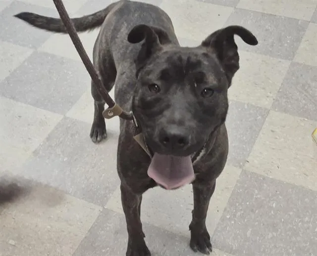 A young medium-sized female Pit Bull Terrier dog named Chispa for adoption in Albuquerque, NM