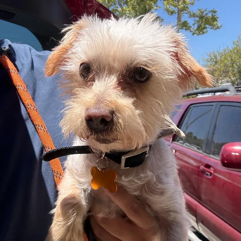 An adult small-sized male Yellow / Tan / Blond / Fawn Maltese dog named Clayton Costa Mesa for adoption in Chino Hills, CA