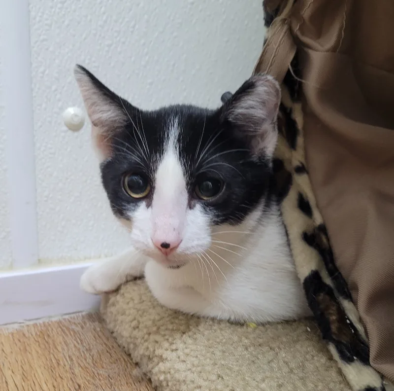 Jim Beam thumbnail 4