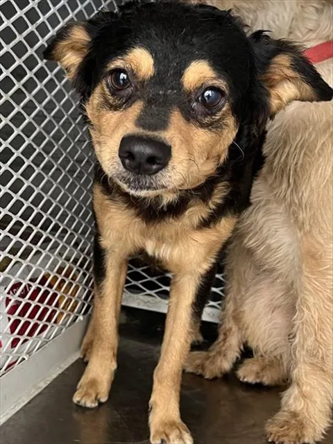 A young medium-sized male Terrier dog named Claud for adoption in Bakersfield, CA