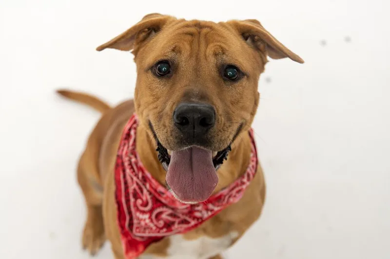 An adult large-sized male Labrador Retriever dog named Stetson for adoption in Madison, GA