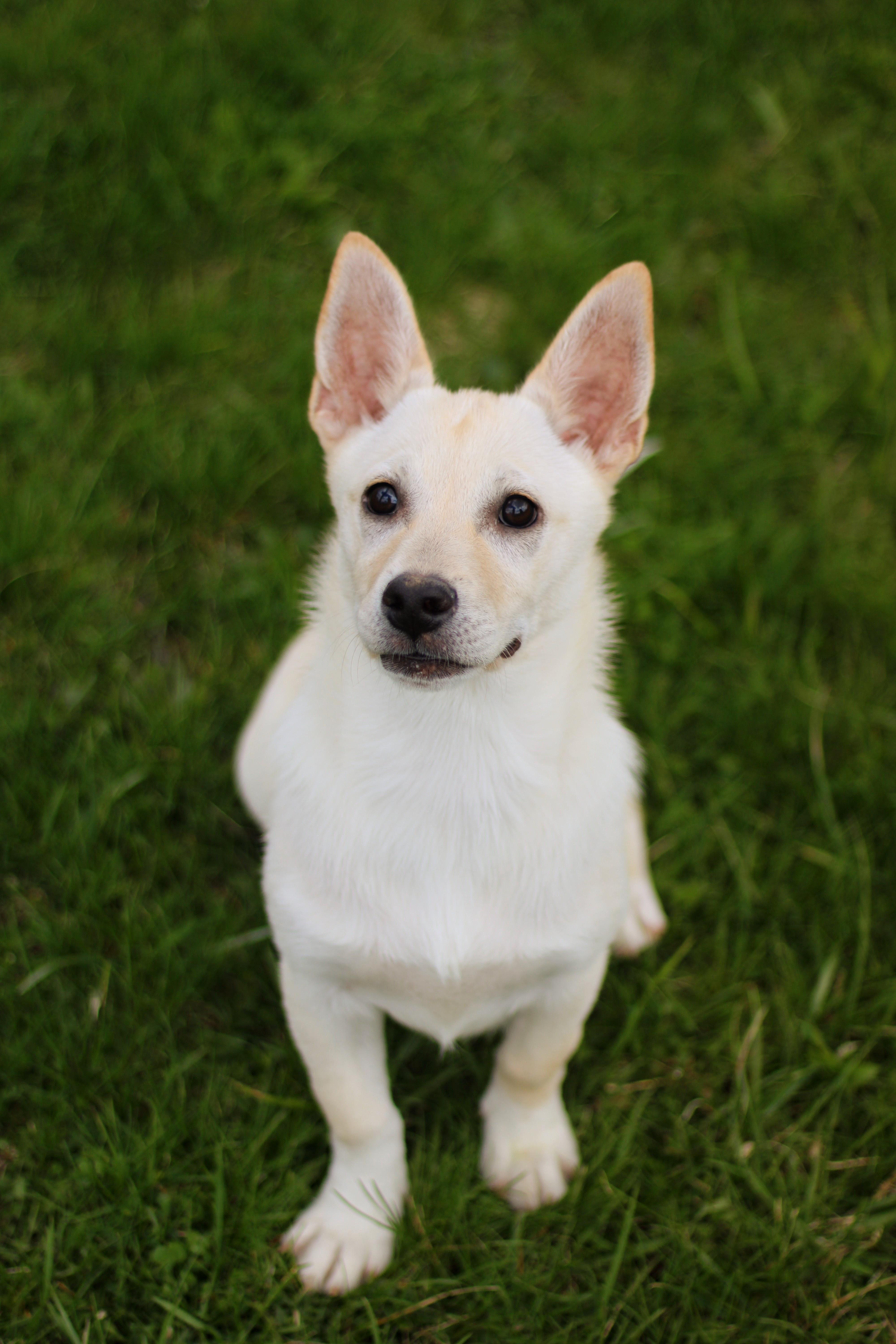 A baby medium-sized female White / Cream Corgi dog named Fauna for adoption in Battle Creek, MI