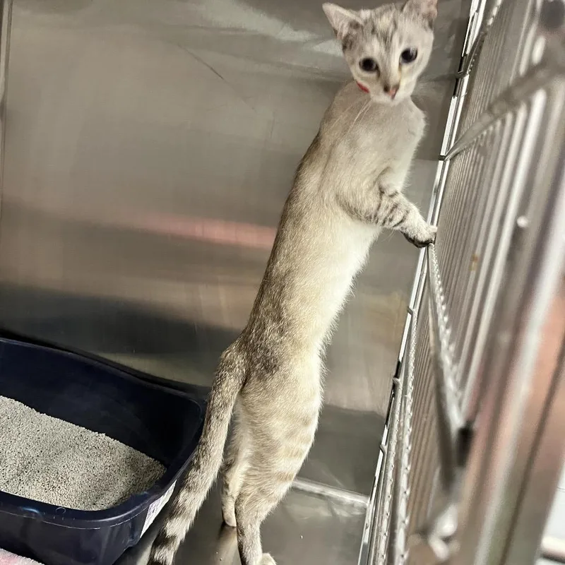 An adult medium-sized female Gray / Blue / Silver Domestic Short Hair cat named Jellybean for adoption in Hamburg, NY
