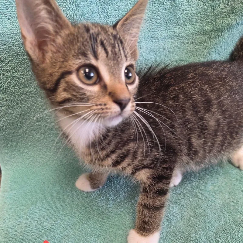 A baby small-sized female Brown / Chocolate Domestic Short Hair cat named Wonton for adoption in Lake Panasoffkee, FL
