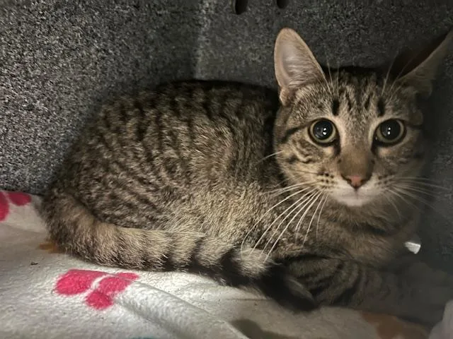 A young medium-sized female Domestic Short Hair cat named Pepsi for adoption in Tulsa, OK