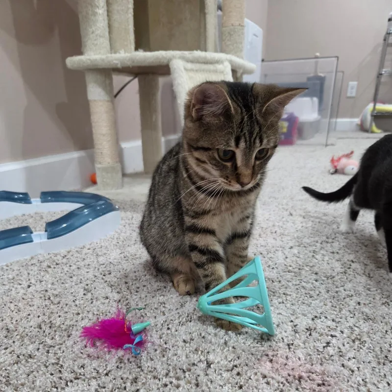 A young medium-sized female Domestic Short Hair cat named Laney for adoption in Portage, MI