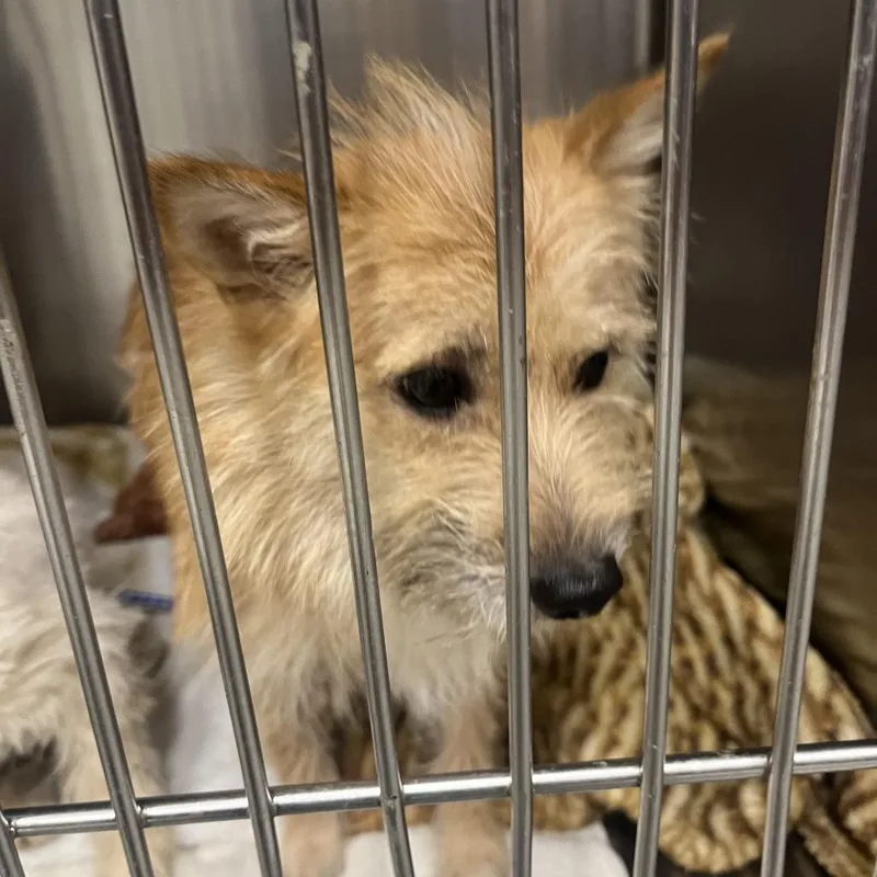 An adult small-sized female Yellow / Tan / Blond / Fawn Mixed Breed dog named Lola for adoption in Matteson, IL