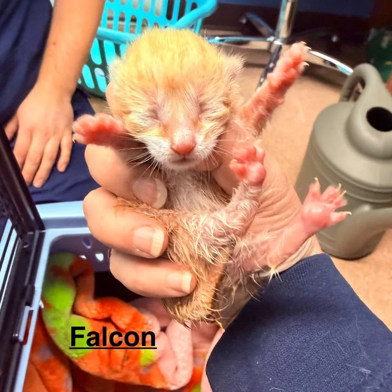 Falcon thumbnail 2