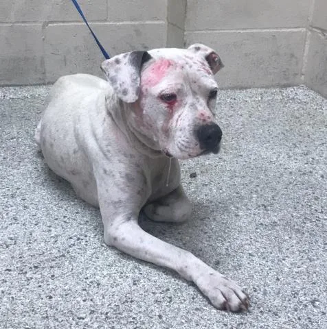 An adult medium-sized female Pit Bull Terrier dog named Genevieve for adoption in Conroe, TX