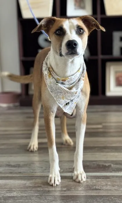 An adult medium-sized female Hound dog named Canoli for adoption in Madison, NJ