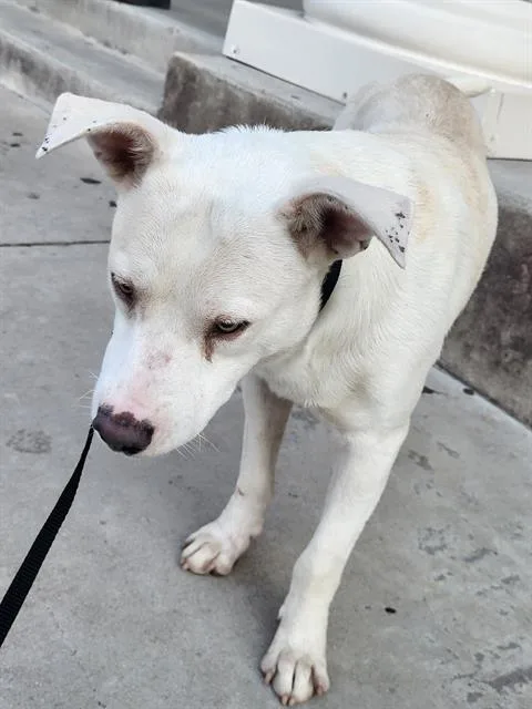 A young medium-sized male American Staffordshire Terrier dog named Wilbur for adoption in San Antonio, TX