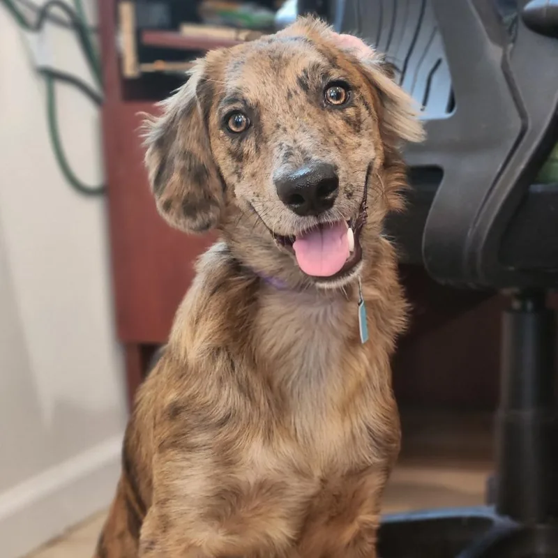 A baby medium-sized male Mixed Breed dog named Neo for adoption in Fenton, MI