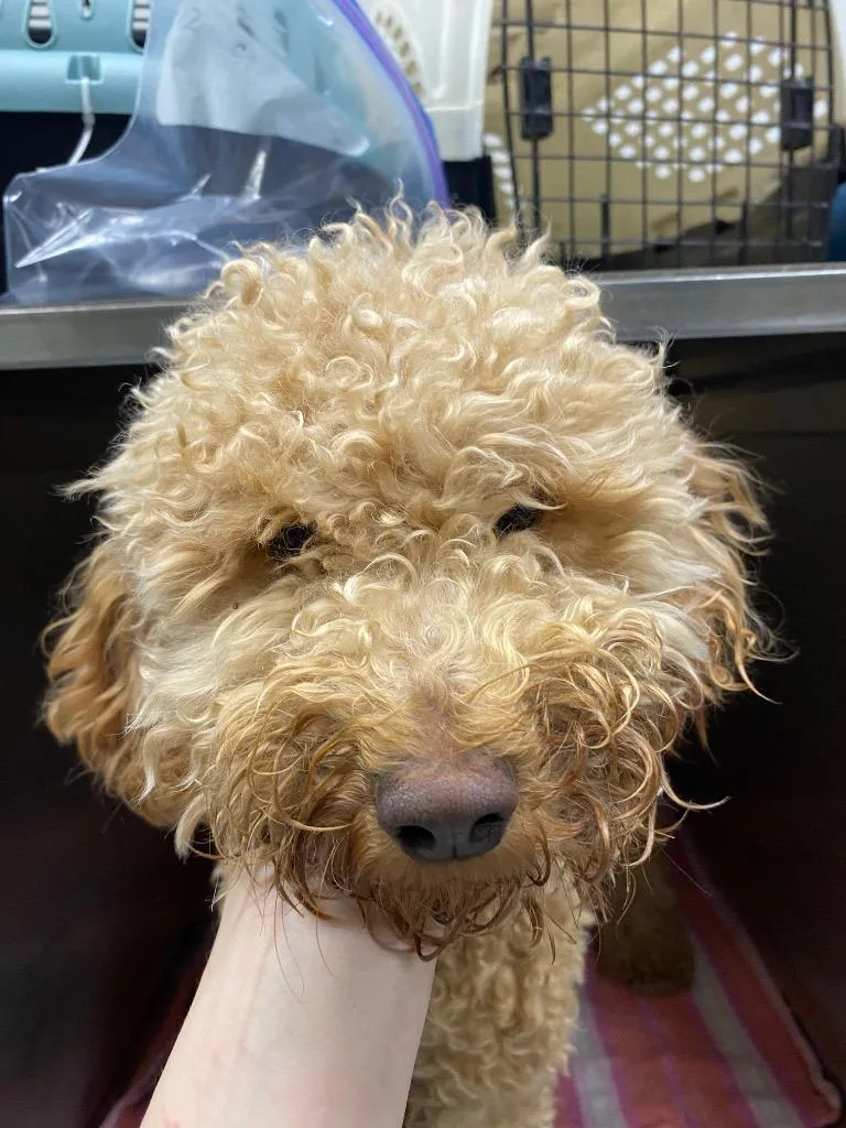 A young small-sized female Poodle dog named Penny Proud for adoption in Fort Worth, TX