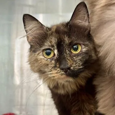 A young medium-sized female American Shorthair cat named Darling for adoption in Danbury, CT