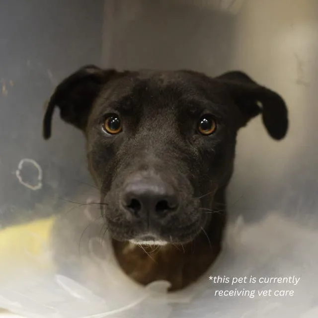 A young medium-sized male American Staffordshire Terrier dog named Buddy for adoption in San Antonio, TX