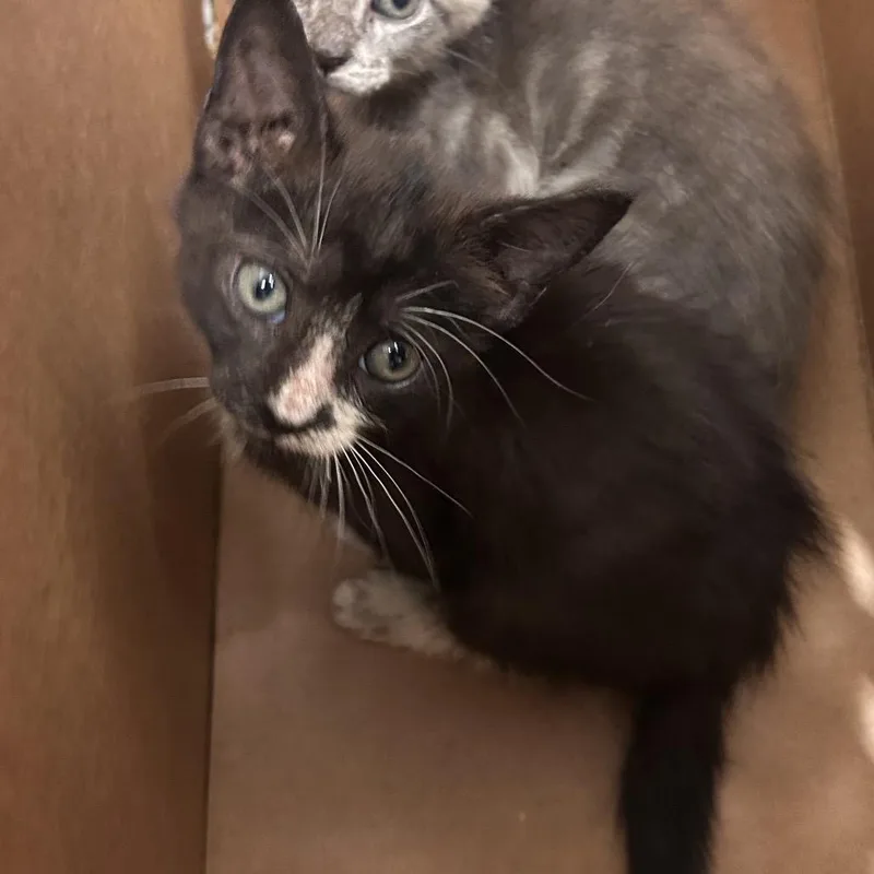 A baby small-sized female Black Domestic Short Hair cat named Fergie for adoption in Jacksonville, FL