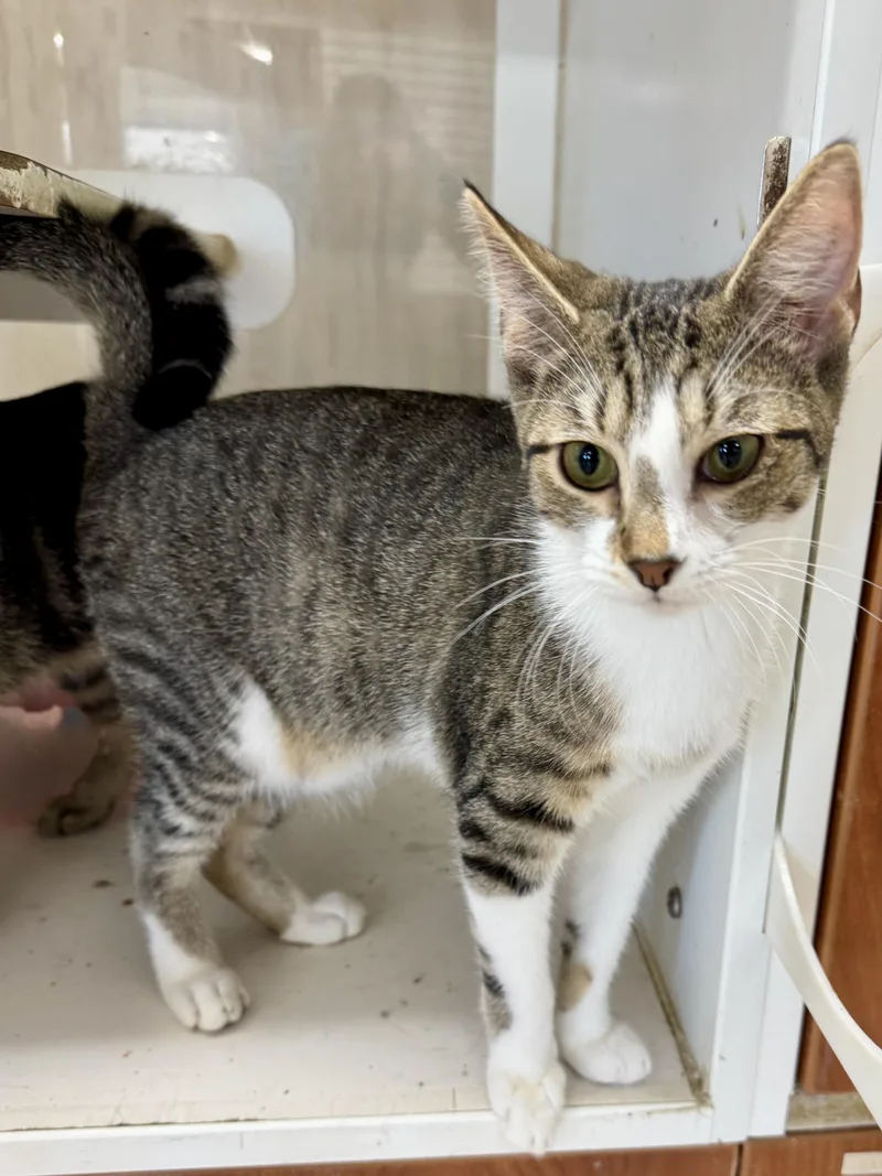A young medium-sized male Domestic Short Hair cat named Gimps for adoption in Breese, IL