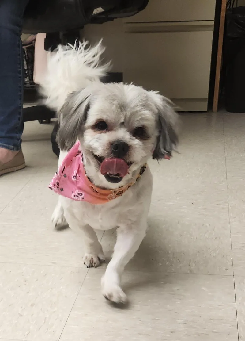 A young small-sized male Gray / Blue / Silver Shih Tzu dog named Teddy for adoption in Clayton, NJ