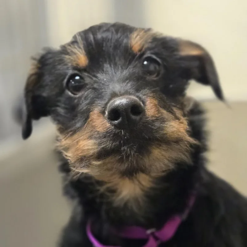 A baby small-sized female Black Mixed Breed dog named Purple Collar for adoption in Sonoma, CA