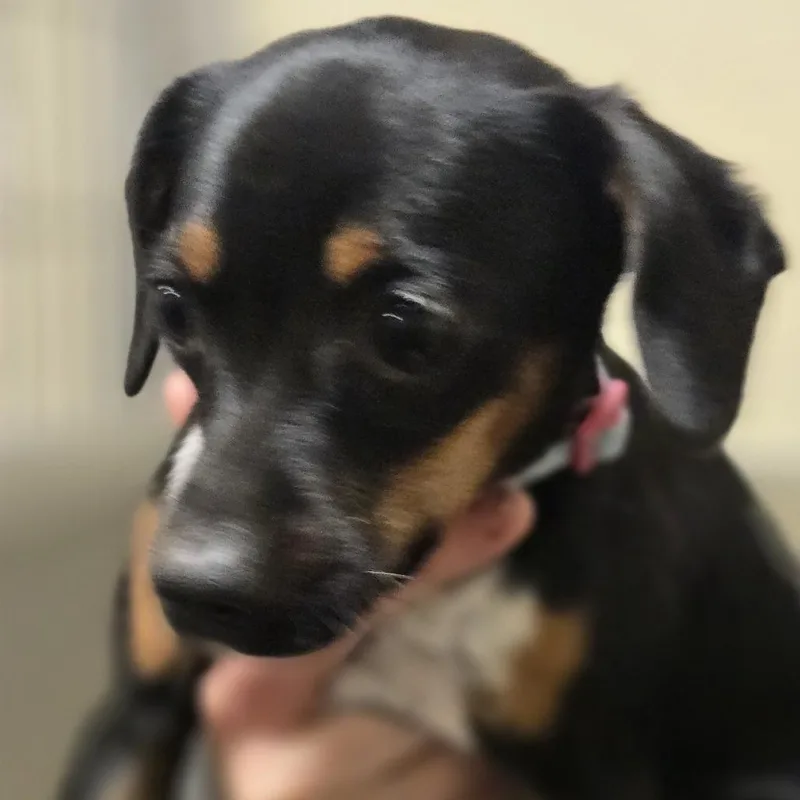 Purple Collar thumbnail 2