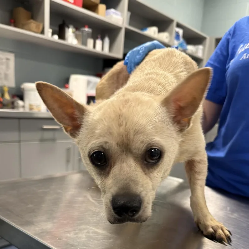A senior small-sized male Yellow / Tan / Blond / Fawn Chihuahua dog named Zike for adoption in Greensboro, NC