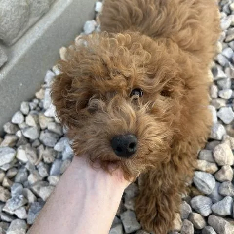 A baby small-sized male Miniature Poodle dog named Gnocchi for adoption in St. Louis, MO