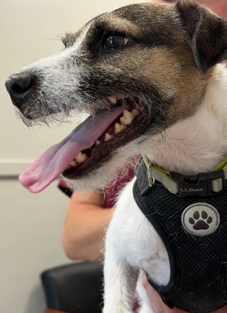 An adult medium-sized male Jack Russell Terrier dog named Blake for adoption in Ferndale, NY