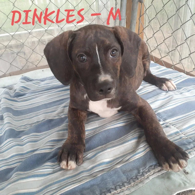 A baby medium-sized male Hound dog named Dinkles for adoption in Hinton, WV