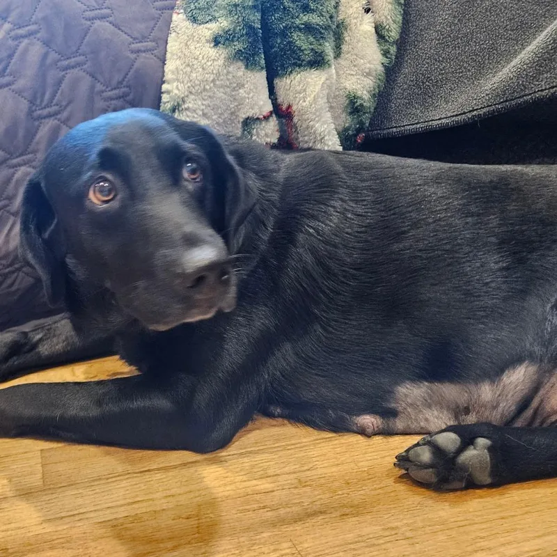 An adult large-sized female Black Labrador Retriever dog named Lola for adoption in Sinking Spring, PA