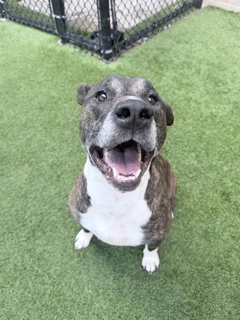 A senior large-sized male Mixed Breed dog named Boss for adoption in Dallas, TX
