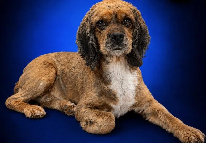 An adult small-sized female Brown / Chocolate Cocker Spaniel dog named Dolly for adoption in Boca Raton, FL