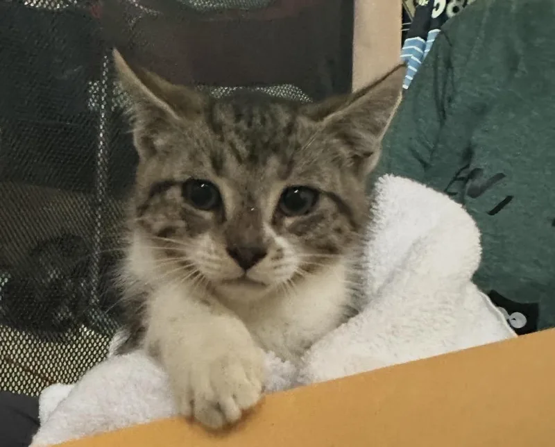 A baby small-sized female Black & White / Tuxedo Domestic Short Hair cat named London for adoption in Pittsburgh, PA