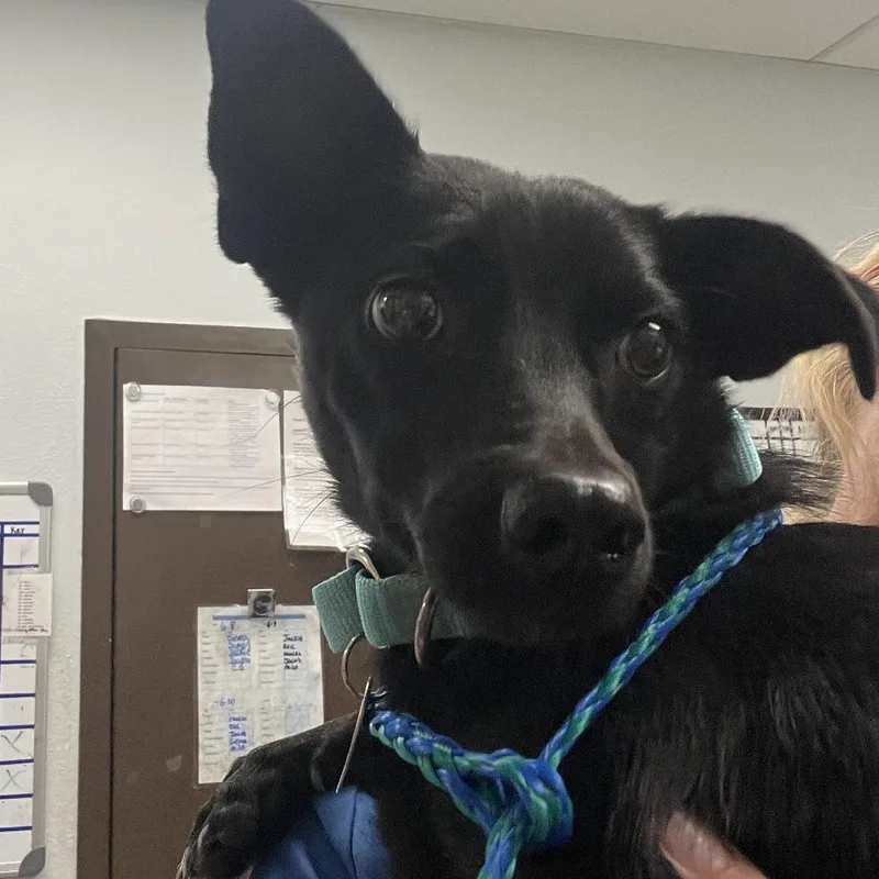 A young small-sized female Black Chihuahua dog named Tahini for adoption in Durango, CO