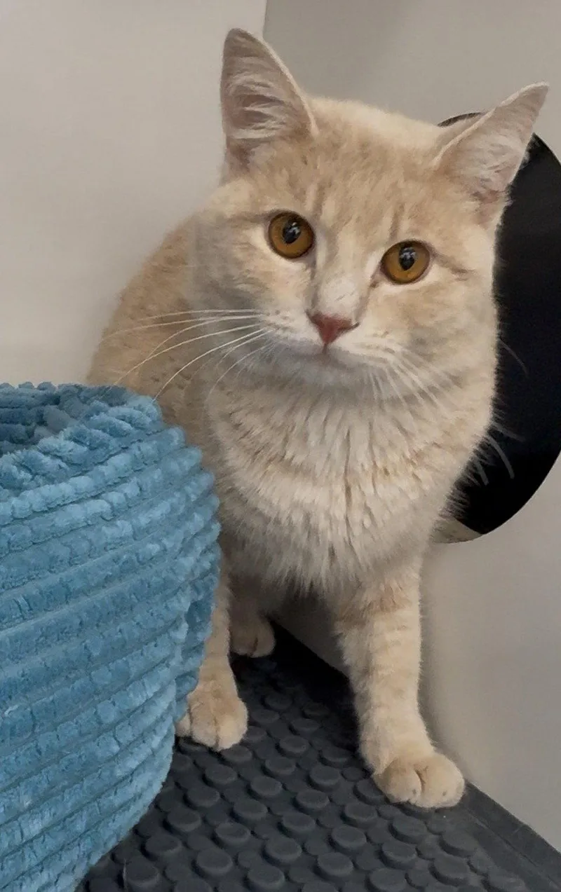 A young medium-sized male Domestic Short Hair cat named Sam for adoption in Cuyahoga Falls, OH