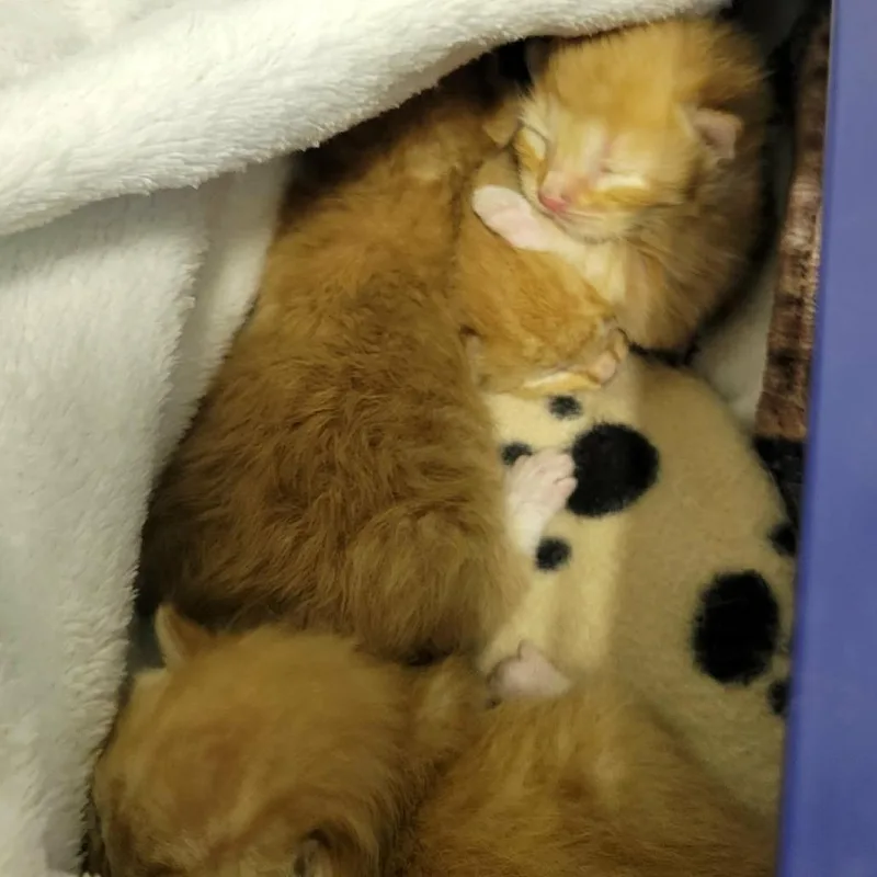A baby small-sized male Orange / Red Domestic Short Hair cat named Henry for adoption in Columbia, MO